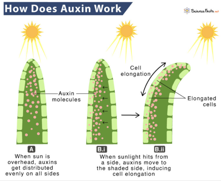 Auxin illustration