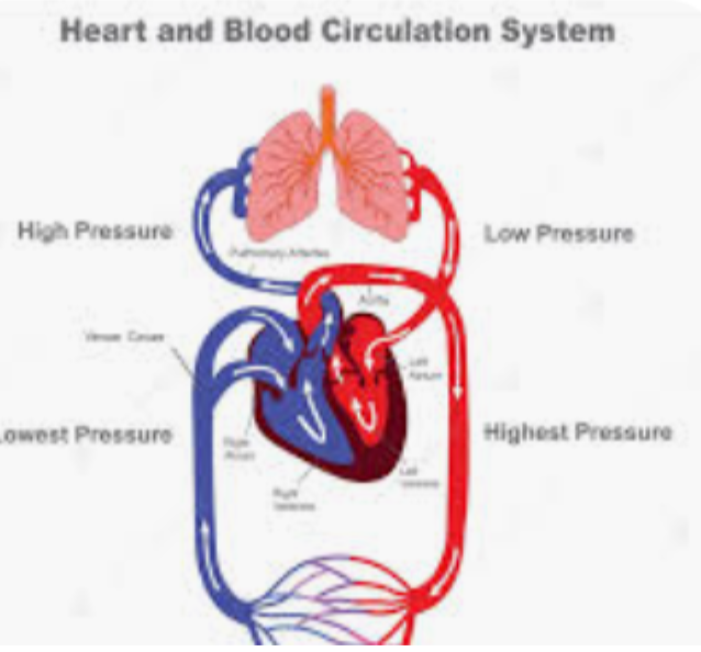 Human circulatory system