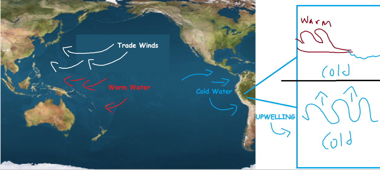 Normal Pacific conditions and upwelling