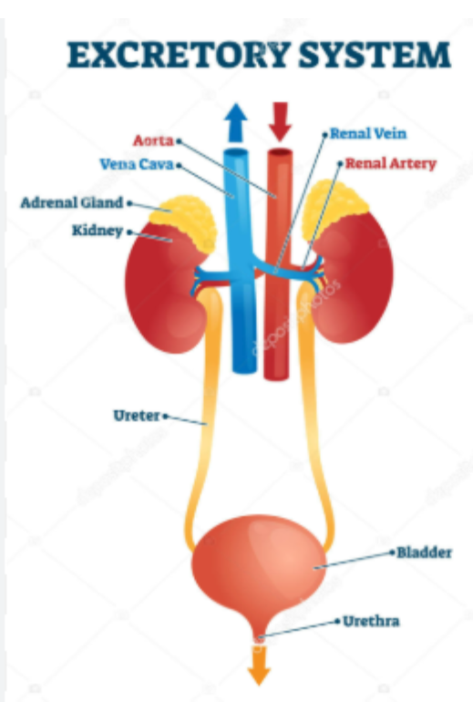 Human Excretory System