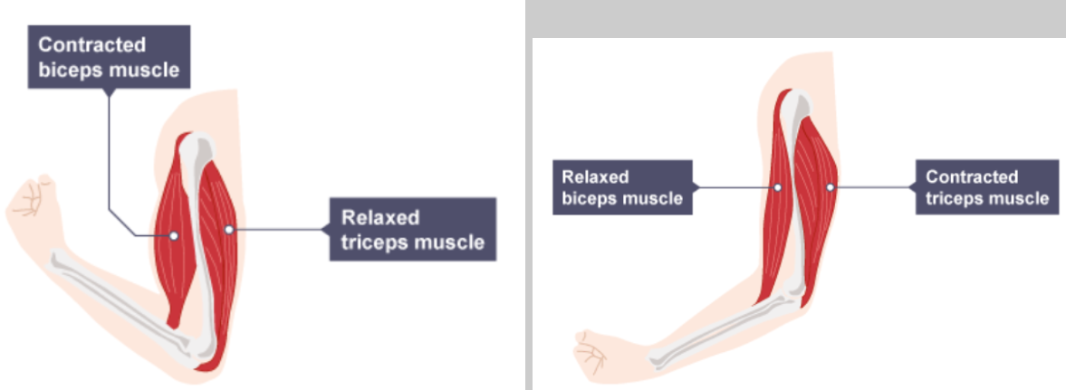Antagonistic Muscle Pairs