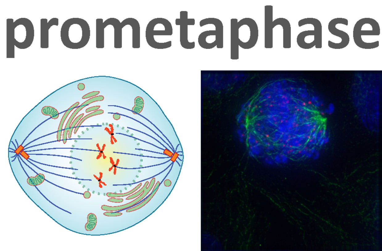 Cell in prometaphase