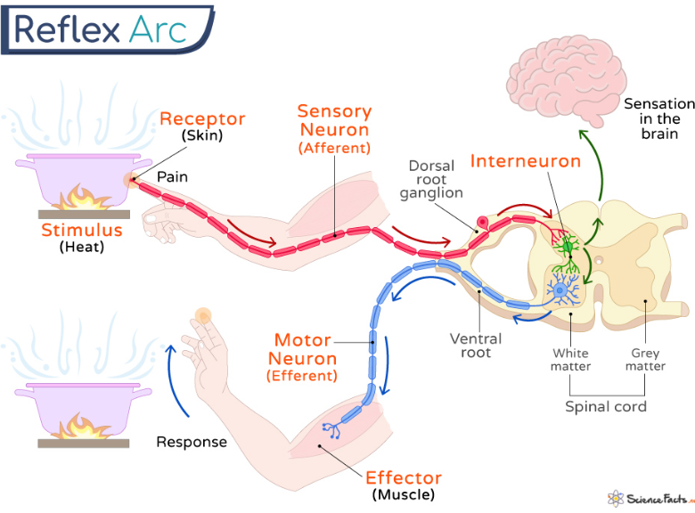 reflex arc